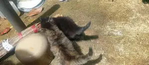 Persian