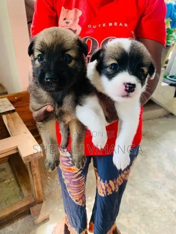 Pomeranian Puppies
