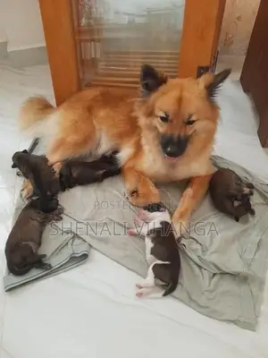 Pomeranian Puppies