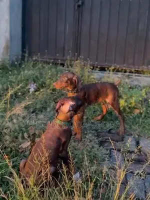 Doberman Puppies – Male With Female 10 Weeks Old