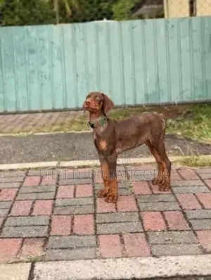 Doberman Puppies – Male With Female 10 Weeks Old