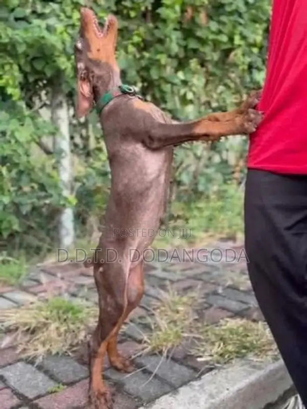 Doberman Puppies – Male With Female 10 Weeks Old
