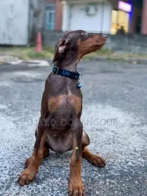 Doberman Puppies – Male With Female 10 Weeks Old