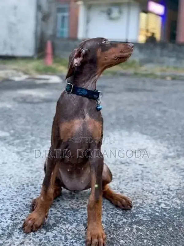 Doberman Puppies – Male With Female 10 Weeks Old
