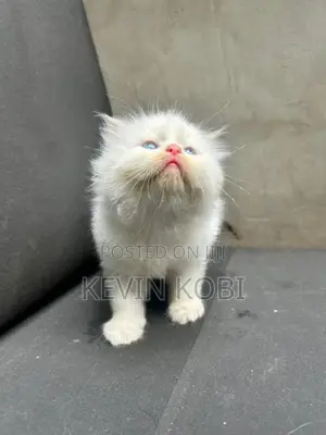 Persian Kittens