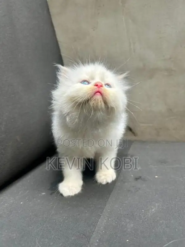 Persian Kittens