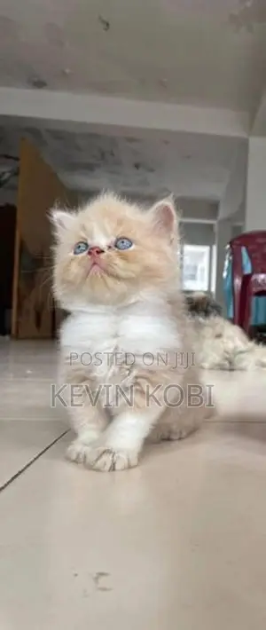 Persian Kittens