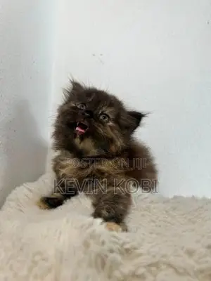Persian Kittens