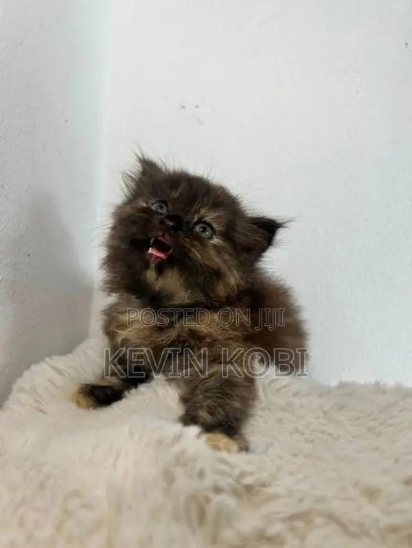 Persian Kittens