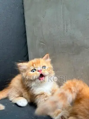 Persian Kittens
