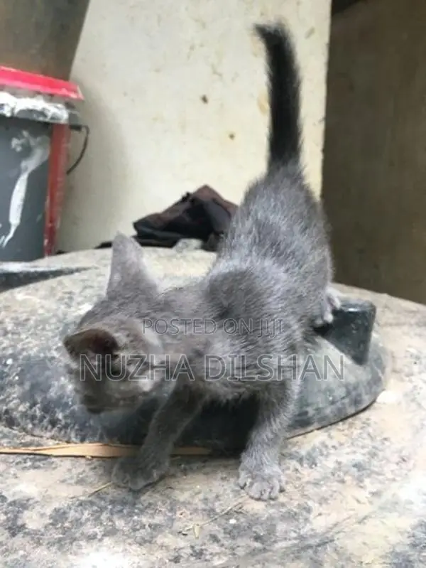 Kitten