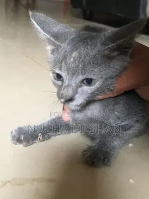 Kitten