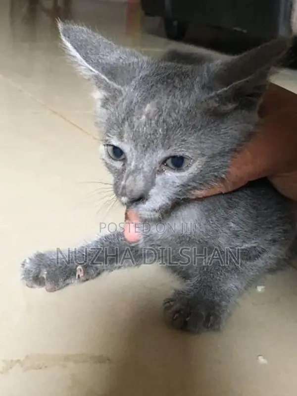 Kitten