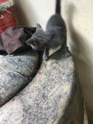 Kitten