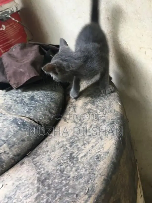 Kitten