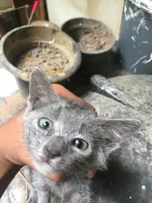Kitten