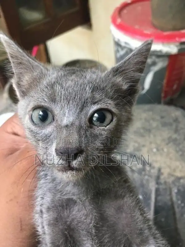 Kitten