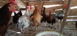 Nattu Koli Vitpanai. 1 Potu