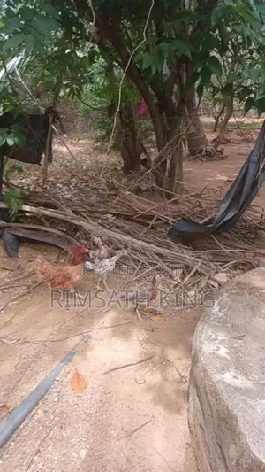 Nattu Koli Vitpanai. 1 Potu