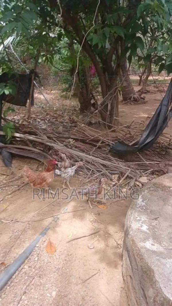 Nattu Koli Vitpanai. 1 Potu