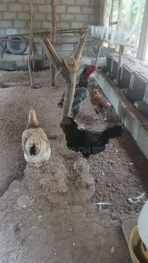 Nattu Koli Vitpanai. 1 Potu