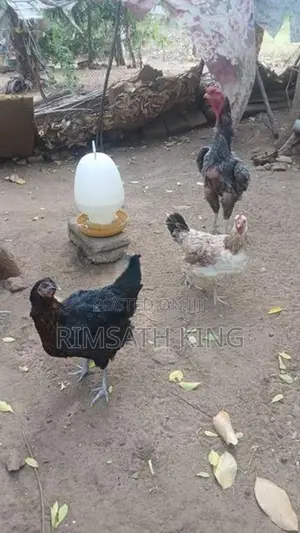 Nattu Koli Vitpanai. 1 Potu
