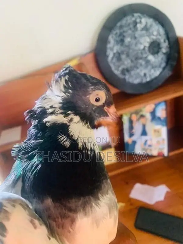 Black And White Pied Fancy Pigeon