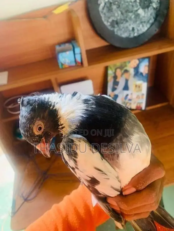 Black And White Pied Fancy Pigeon