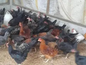 5 மாத ஊர்க்கோழிகள்