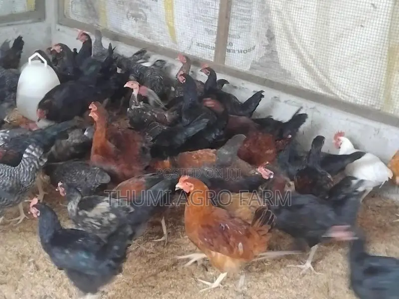 5 மாத ஊர்க்கோழிகள்