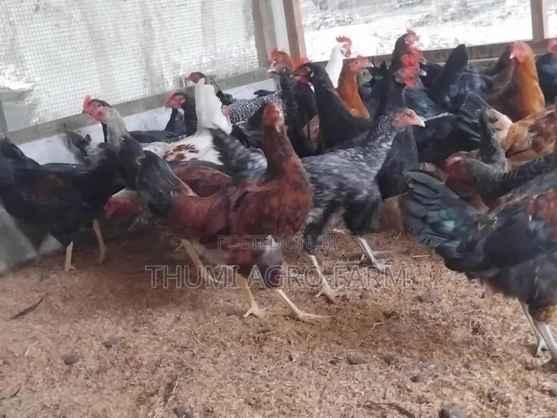 5 மாத ஊர்க்கோழிகள்