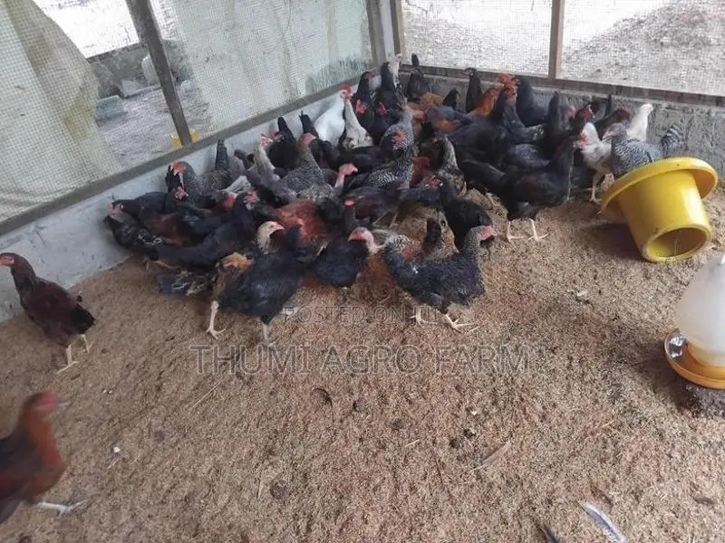 5 மாத ஊர்க்கோழிகள்