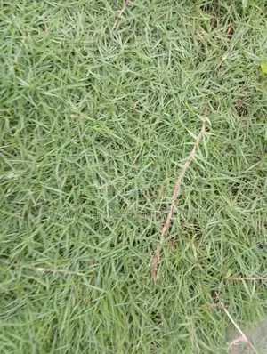Australian Grass