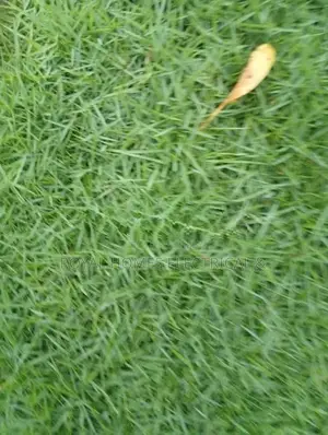 Australian Grass