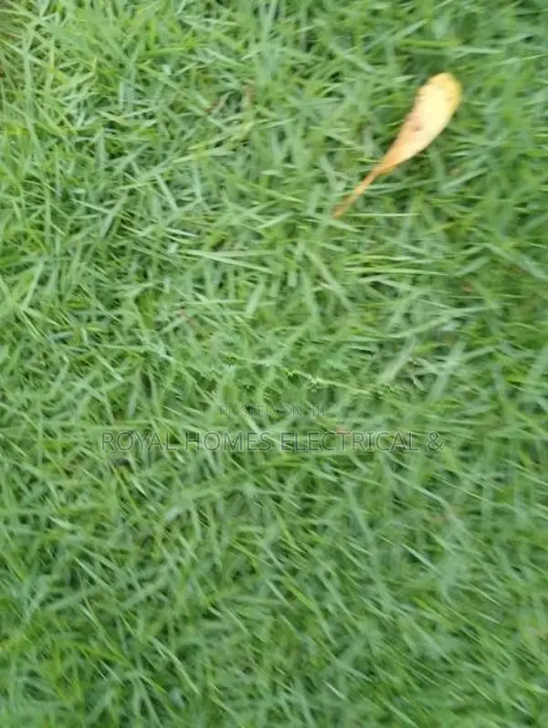 Australian Grass
