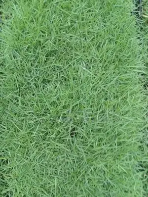 Grass Carpet Roll