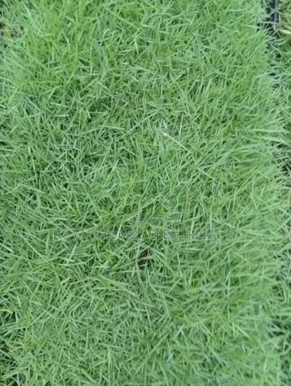 Grass Carpet Roll