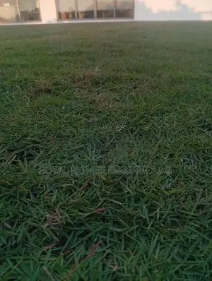 Grass Carpet Roll