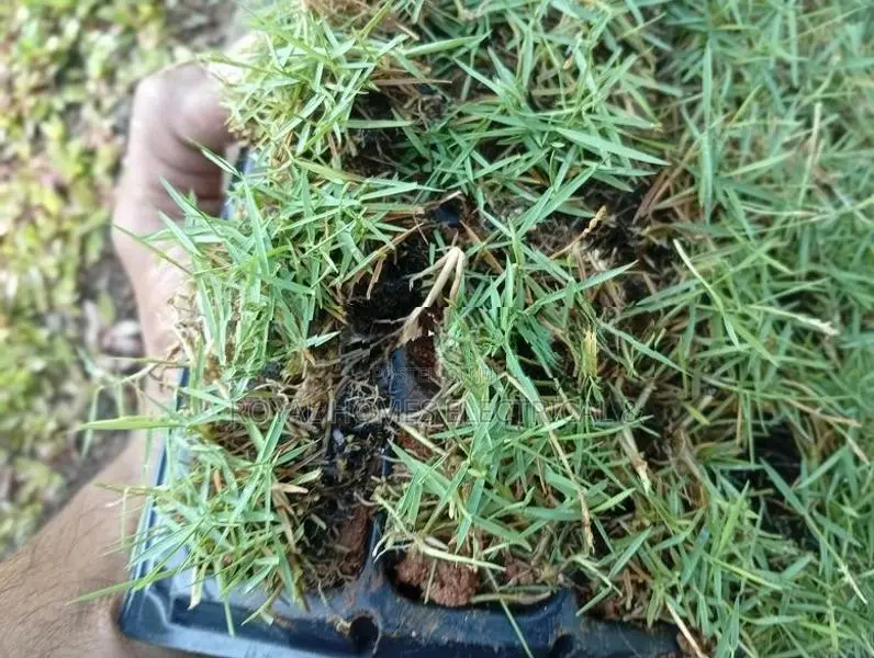 Grass Carpet Roll