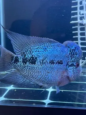 Flowerhorn Fish
