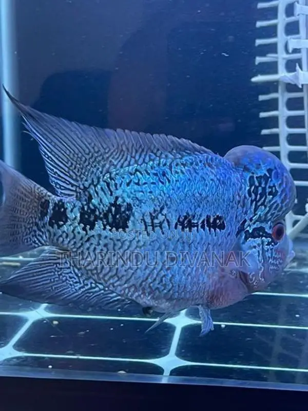 Flowerhorn Fish