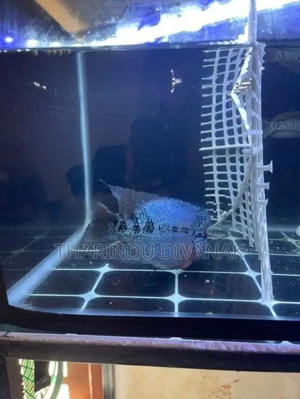 Flowerhorn Fish