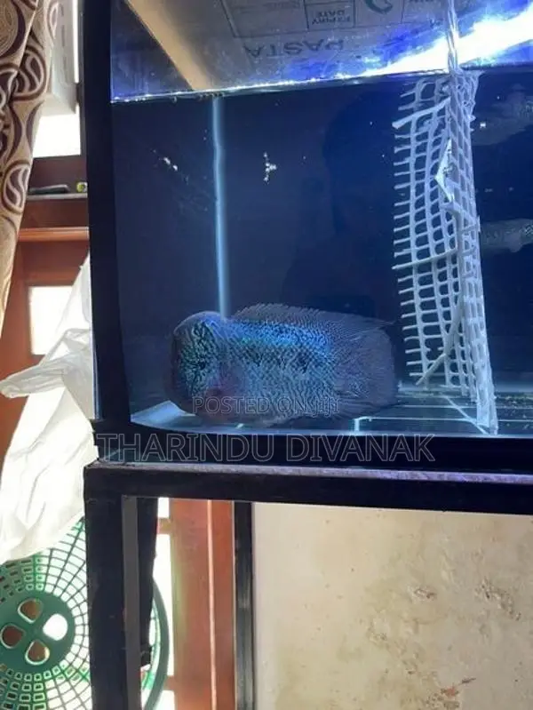 Flowerhorn Fish