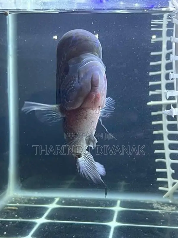 Flowerhorn Fish