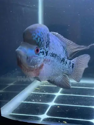 Flowerhorn Fish