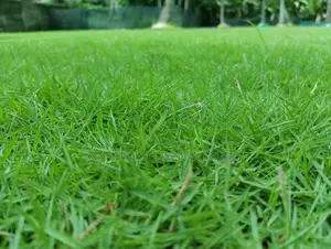 Grass Carpet Roll