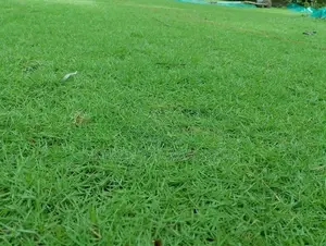 Grass Carpet Roll