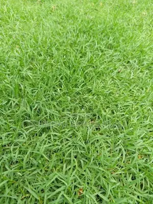 Australian Grass Carpet