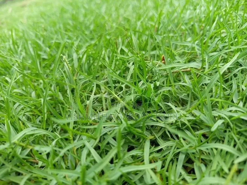 Australian Grass Carpet