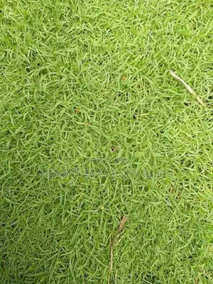 Australian Grass Carpet